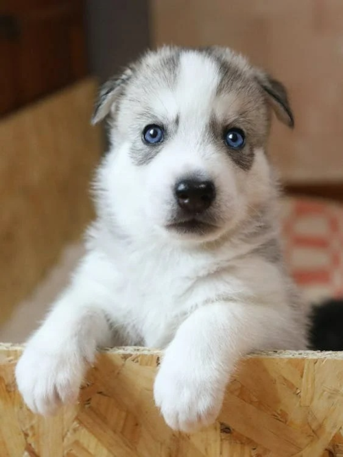blue eyes Pomsky puppy